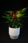 Maceta porcelana moderna